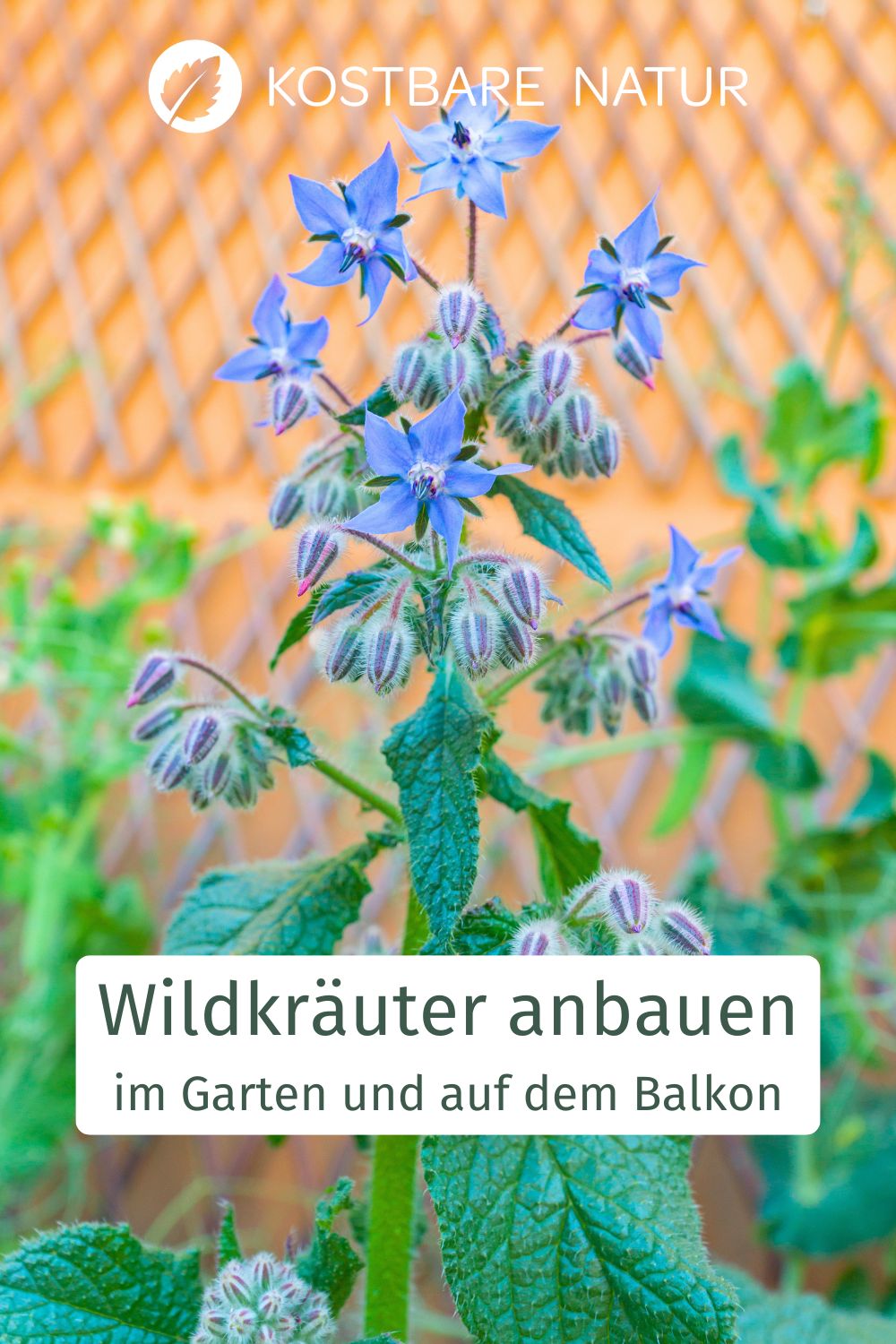 Wildkräuter gedeihen nicht nur in der freien Natur. Statt sie zu sammeln, kannst du ganz einfach einen Wildkräutergarten anlegen.