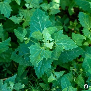 Entdecke den Wei&szlig;en G&auml;nsefu&szlig;: Das vergessene Superfood vom Wegesrand. Tipps zu Erkennung, Heilwirkung und leckere Rezepte.