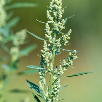 Entdecke den Wei&szlig;en G&auml;nsefu&szlig;: Das vergessene Superfood vom Wegesrand. Tipps zu Erkennung, Heilwirkung und leckere Rezepte.