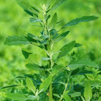 Entdecke den Wei&szlig;en G&auml;nsefu&szlig;: Das vergessene Superfood vom Wegesrand. Tipps zu Erkennung, Heilwirkung und leckere Rezepte.