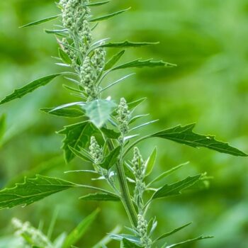 Entdecke den Wei&szlig;en G&auml;nsefu&szlig;: Das vergessene Superfood vom Wegesrand. Tipps zu Erkennung, Heilwirkung und leckere Rezepte.