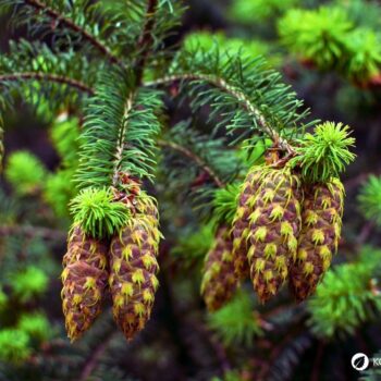 Entdecke die Douglasie: Heilwirkung, Rezepte und Bestimmungstipps für den Waldriesen mit dem Zitrusduft. Alles über den Waldriesen!