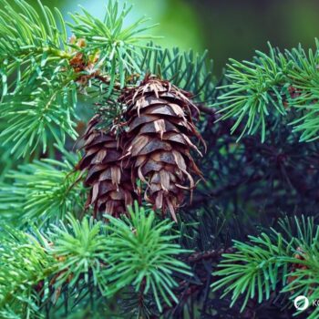 Entdecke die Douglasie: Heilwirkung, Rezepte und Bestimmungstipps für den Waldriesen mit dem Zitrusduft. Alles über den Waldriesen!