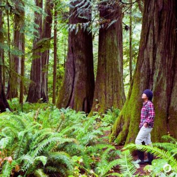 Entdecke die Douglasie: Heilwirkung, Rezepte und Bestimmungstipps für den Waldriesen mit dem Zitrusduft. Alles über den Waldriesen!