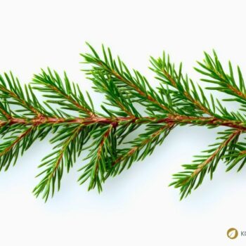 Entdecke die Douglasie: Heilwirkung, Rezepte und Bestimmungstipps für den Waldriesen mit dem Zitrusduft. Alles über den Waldriesen!