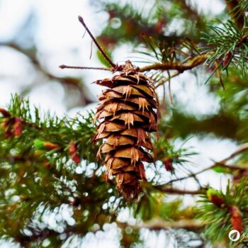 Entdecke die Douglasie: Heilwirkung, Rezepte und Bestimmungstipps für den Waldriesen mit dem Zitrusduft. Alles über den Waldriesen!