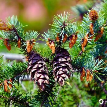 Entdecke die Douglasie: Heilwirkung, Rezepte und Bestimmungstipps für den Waldriesen mit dem Zitrusduft. Alles über den Waldriesen!