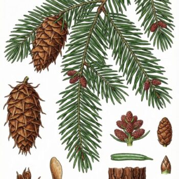 Entdecke die Douglasie: Heilwirkung, Rezepte und Bestimmungstipps für den Waldriesen mit dem Zitrusduft. Alles über den Waldriesen!