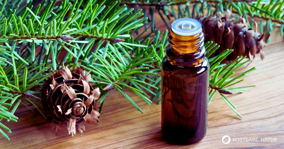 Entdecke die Douglasie: Heilwirkung, Rezepte und Bestimmungstipps für den Waldriesen mit dem Zitrusduft. Alles über den Waldriesen!