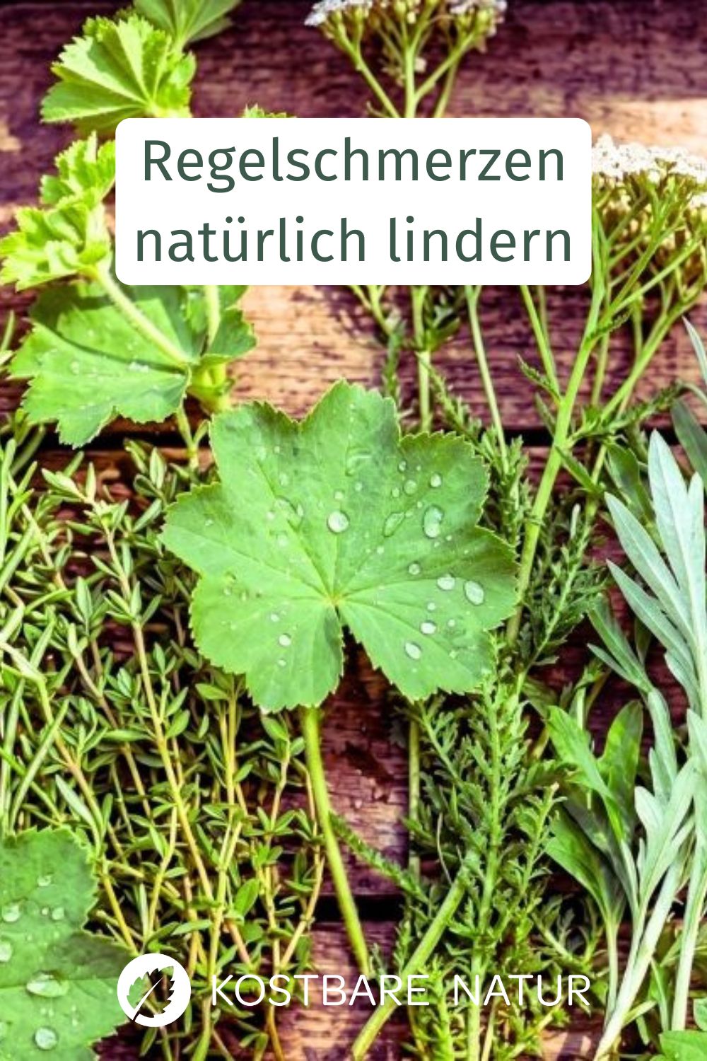 Unterleibskrämpfe während der Periode müssen nicht sein. Entdecke wirksame Wildkräuter wie Frauenmantel & Schafgarbe und ein Rezept für krampflösenden Tee.