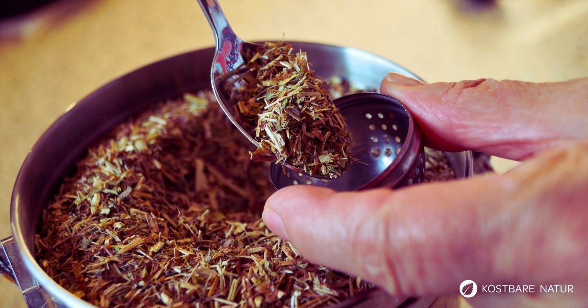 Erfahre alles über die richtige Teezubereitung von Wildkräutern. Wie du Wirkstoffe optimal löst und für deine Gesundheit nutzt.