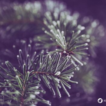 Entdecke die Heilkraft der Waldkiefer! Anwendung in der Küche, Rezepte für Tee & Pesto sowie Tipps für die Gesundheit und den Garten.