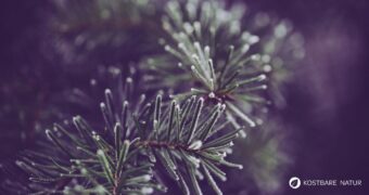 Entdecke die Heilkraft der Waldkiefer! Anwendung in der Küche, Rezepte für Tee & Pesto sowie Tipps für die Gesundheit und den Garten.
