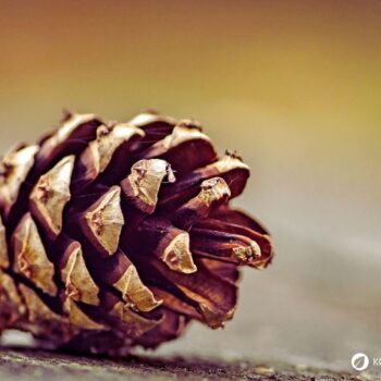 Entdecke die Heilkraft der Waldkiefer! Anwendung in der Küche, Rezepte für Tee & Pesto sowie Tipps für die Gesundheit und den Garten.