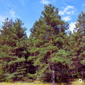 Entdecke die Heilkraft der Waldkiefer! Anwendung in der Küche, Rezepte für Tee & Pesto sowie Tipps für die Gesundheit und den Garten.