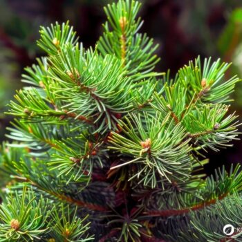 Entdecke die Heilkraft der Waldkiefer! Anwendung in der Küche, Rezepte für Tee & Pesto sowie Tipps für die Gesundheit und den Garten.