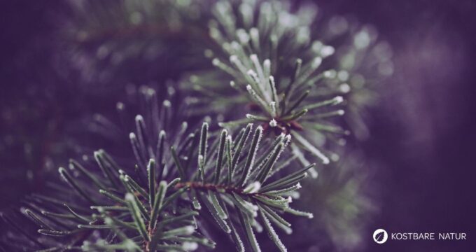 Entdecke die Heilkraft der Waldkiefer! Anwendung in der Küche, Rezepte für Tee & Pesto sowie Tipps für die Gesundheit und den Garten.