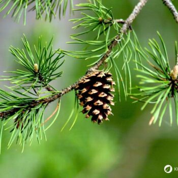 Entdecke die Heilkraft der Waldkiefer! Anwendung in der Küche, Rezepte für Tee & Pesto sowie Tipps für die Gesundheit und den Garten.