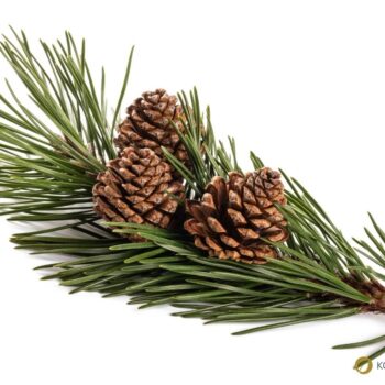 Entdecke die Heilkraft der Waldkiefer! Anwendung in der Küche, Rezepte für Tee & Pesto sowie Tipps für die Gesundheit und den Garten.
