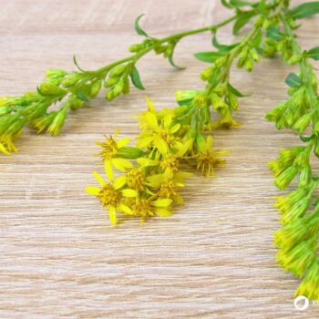Entdecke die Echte Goldrute: Ein natürliches Kraftpaket für Nieren und Blase. Erfahre alles über Wirkung, Anwendung und Rezepte.