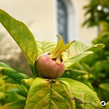 Entdecke die Echte Mispel: Ein vergessenes Superfood aus dem Mittelalter. Erfahre alles über Wirkung, Ernte und köstliche Rezepte!