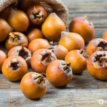 Entdecke die Echte Mispel: Ein vergessenes Superfood aus dem Mittelalter. Erfahre alles über Wirkung, Ernte und köstliche Rezepte!