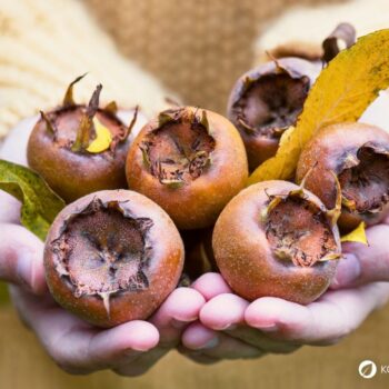 Entdecke die Echte Mispel: Ein vergessenes Superfood aus dem Mittelalter. Erfahre alles über Wirkung, Ernte und köstliche Rezepte!