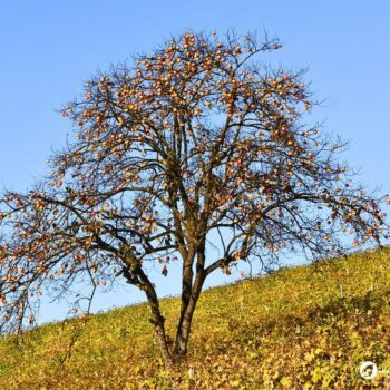Entdecke die Echte Mispel: Ein vergessenes Superfood aus dem Mittelalter. Erfahre alles über Wirkung, Ernte und köstliche Rezepte!
