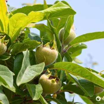Entdecke die Echte Mispel: Ein vergessenes Superfood aus dem Mittelalter. Erfahre alles über Wirkung, Ernte und köstliche Rezepte!
