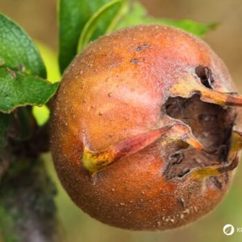 Entdecke die Echte Mispel: Ein vergessenes Superfood aus dem Mittelalter. Erfahre alles über Wirkung, Ernte und köstliche Rezepte!