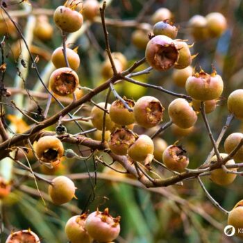 Entdecke die Echte Mispel: Ein vergessenes Superfood aus dem Mittelalter. Erfahre alles über Wirkung, Ernte und köstliche Rezepte!
