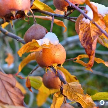 Entdecke die Echte Mispel: Ein vergessenes Superfood aus dem Mittelalter. Erfahre alles über Wirkung, Ernte und köstliche Rezepte!