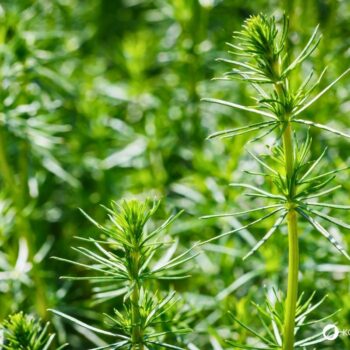Entdecke das Echte Labkraut: Erfahre alles über Heilwirkung, Rezepte für die Küche und wie du das honigsüße Wildkraut.