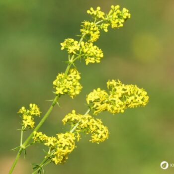 Entdecke das Echte Labkraut: Erfahre alles über Heilwirkung, Rezepte für die Küche und wie du das honigsüße Wildkraut.