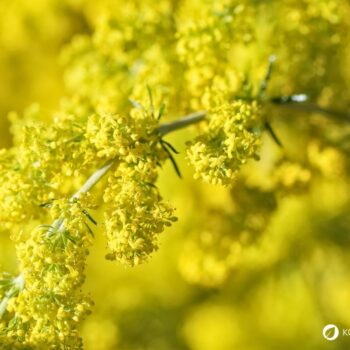 Entdecke das Echte Labkraut: Erfahre alles über Heilwirkung, Rezepte für die Küche und wie du das honigsüße Wildkraut.
