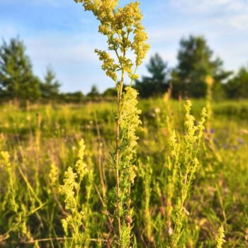 Entdecke das Echte Labkraut: Erfahre alles über Heilwirkung, Rezepte für die Küche und wie du das honigsüße Wildkraut.