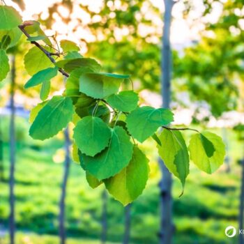 Erfahre alles über die Espe (Zitterpappel): Anwendung in der Heilkunde, Rezepte für Knospen & Rinde sowie Tipps zur Erkennung.