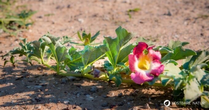 Die Afrikanische Teufelskralle: Natürliche Hilfe bei Gelenkschmerzen und Arthrose. Erfahre alles über Wirkung, Anwendung und Geschichte.
