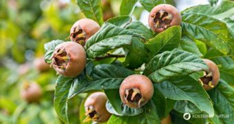Entdecke die Echte Mispel: Ein vergessenes Superfood aus dem Mittelalter. Erfahre alles über Wirkung, Ernte und köstliche Rezepte!