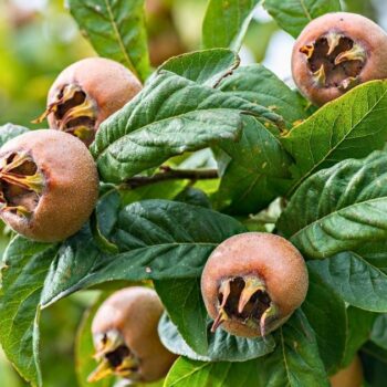 Entdecke die Echte Mispel: Ein vergessenes Superfood aus dem Mittelalter. Erfahre alles über Wirkung, Ernte und köstliche Rezepte!