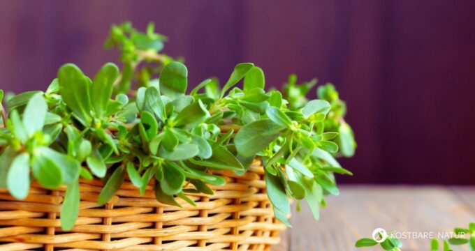 Portulak-Gemüse ist eine einfache Frühlingsbeilage aus regionalem Grün, die mild würzig schmeckt und eine traditionelle Alternative zu Spinat bietet.