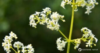 Entdecke das Wiesen-Labkraut: Von der Käseherstellung bis zur modernen Küche. Erfahre alles über Heilwirkung und leckere Rezepte.