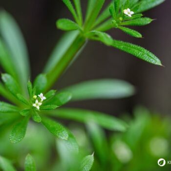 Entdecke das Klettenlabkraut: Alles über Heilwirkung, Rezepte für die Wildkräuterküche und wie du das klebrige Wunderkraut sicher erkennst.