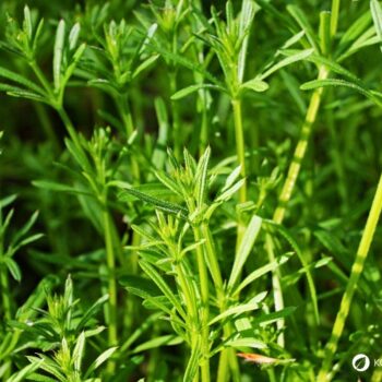 Entdecke das Klettenlabkraut: Alles über Heilwirkung, Rezepte für die Wildkräuterküche und wie du das klebrige Wunderkraut sicher erkennst.