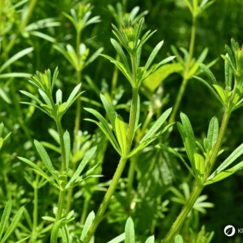 Entdecke das Klettenlabkraut: Alles über Heilwirkung, Rezepte für die Wildkräuterküche und wie du das klebrige Wunderkraut sicher erkennst.