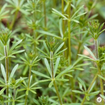 Entdecke das Klettenlabkraut: Alles über Heilwirkung, Rezepte für die Wildkräuterküche und wie du das klebrige Wunderkraut sicher erkennst.