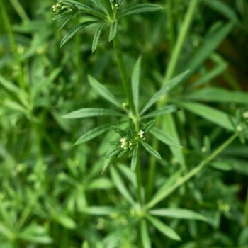 Entdecke das Klettenlabkraut: Alles über Heilwirkung, Rezepte für die Wildkräuterküche und wie du das klebrige Wunderkraut sicher erkennst.