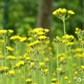 Der Gemeine Rainkohl ist eine Pflanze mit starker Heilwirkung gegen Verdauungsprobleme und entzündete Wunden. Mit diesen Rezepten lässt er sich für die Gesundheit nutzen.