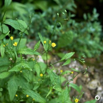 Der Gemeine Rainkohl ist eine Pflanze mit starker Heilwirkung gegen Verdauungsprobleme und entzündete Wunden. Mit diesen Rezepten lässt er sich für die Gesundheit nutzen.