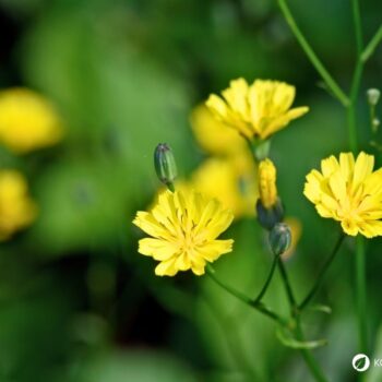 Der Gemeine Rainkohl ist eine Pflanze mit starker Heilwirkung gegen Verdauungsprobleme und entzündete Wunden. Mit diesen Rezepten lässt er sich für die Gesundheit nutzen.